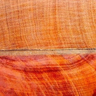 Querschnitt von intensiv rot gefärbtem Fernambukholz.
