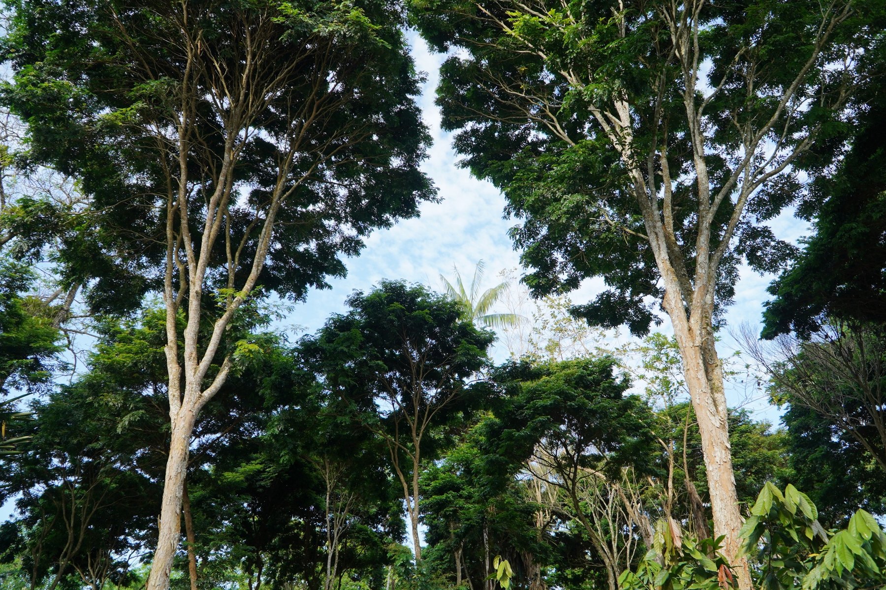 Hohe Bäume im Atlantischen Regenwald Brasiliens.